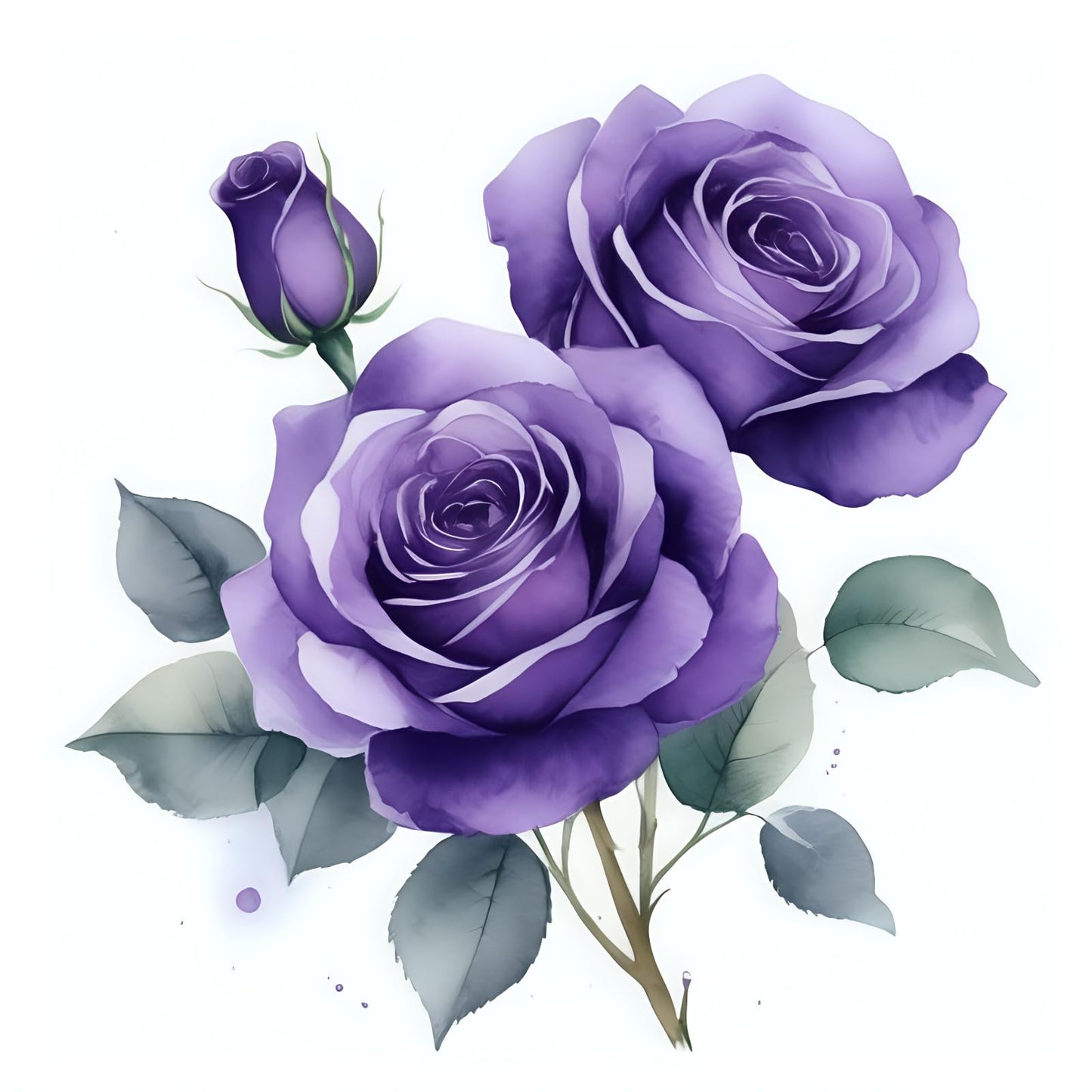 Purple Roses Greetings Card Any Occasion - 145 x 145mm